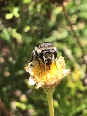 Megachile canariensis