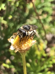 Megachile canariensis