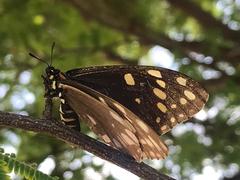 Baronia brevicornis brevicornis