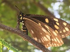 Baronia brevicornis brevicornis