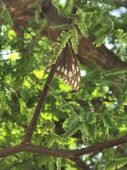 Baronia brevicornis brevicornis