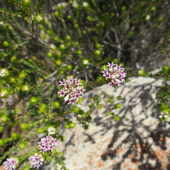 Phylica lachneaeoides