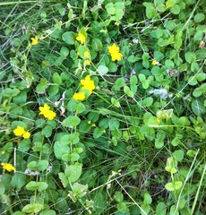 Lysimachia nummularia
