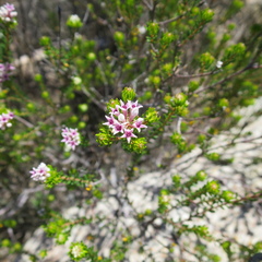 Phylica lachneaeoides