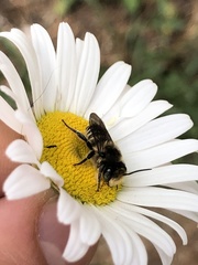 Megachile latimanus