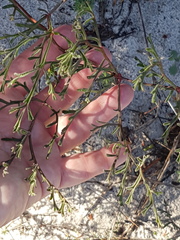 Pelargonium multiradiatum