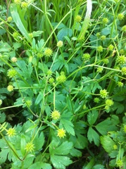 Ranunculus repens