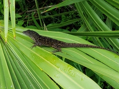 Anolis sagrei
