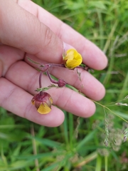 Geum × aurantiacum