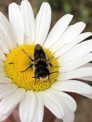 Megachile latimanus