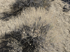 Acamptopappus sphaerocephalus