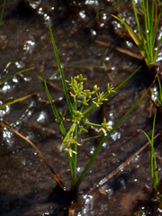 Cyperus dentatus
