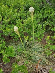 Xerophyllum asphodeloides