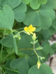 Oxalis stricta
