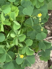 Oxalis stricta