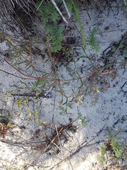 Pelargonium multiradiatum
