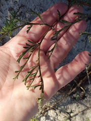 Pelargonium multiradiatum