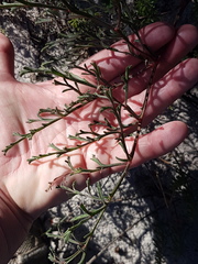Pelargonium multiradiatum