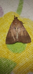 Lepidoptera