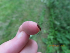 Forficula auricularia