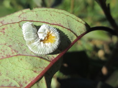 Macremphytus tarsatus