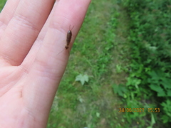 Forficula auricularia