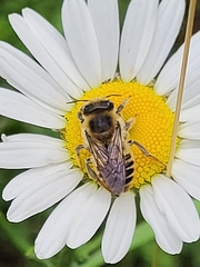 Megachile latimanus