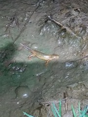 Ichthyosaura alpestris alpestris