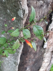 Justicia floribunda