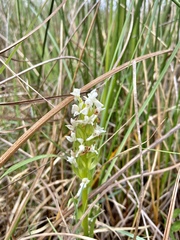 Dactylorhiza incarnata ochroleuca