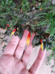Justicia floribunda