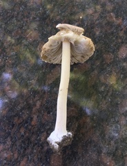Inocybe velicopia