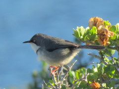 Apalis thoracica capensis