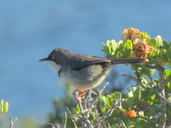 Apalis thoracica capensis