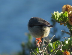 Apalis thoracica capensis