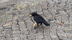 Corvus corone