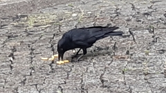 Corvus corone