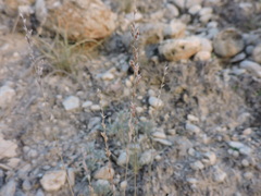 Tridens muticus muticus