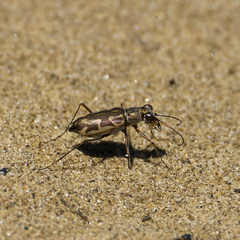Ellipsoptera cuprascens