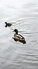 Anas platyrhynchos