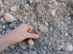 Tridens muticus muticus