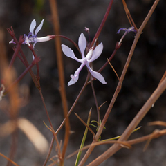Prismatocarpus diffusus