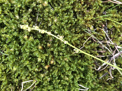 Triglochin palustris