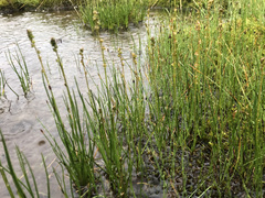 Triglochin palustris