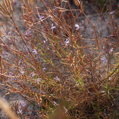 Prismatocarpus diffusus