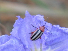 Disonycha leptolineata