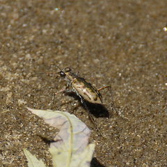 Ellipsoptera cuprascens