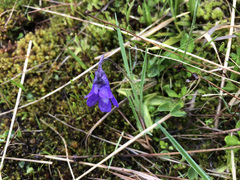 Pinguicula leptoceras