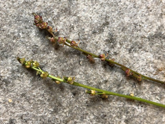 Triglochin palustris
