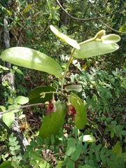 Aristolochia malacophylla
